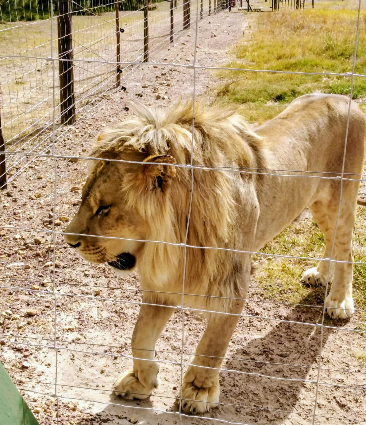 Safari Cape Town — lion sighting on a private safari from Cape Town with Wanderer